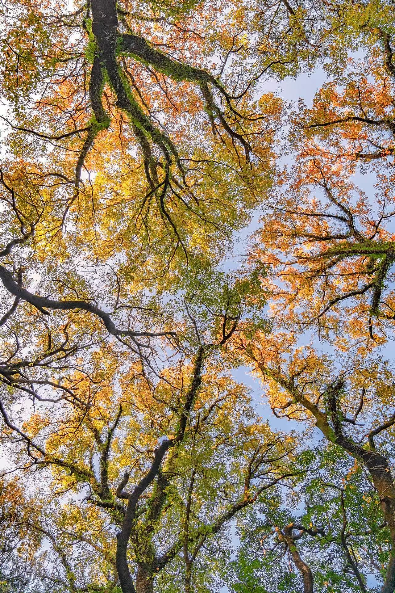 惆怅的枫叶 随后便是你最爱的秋天