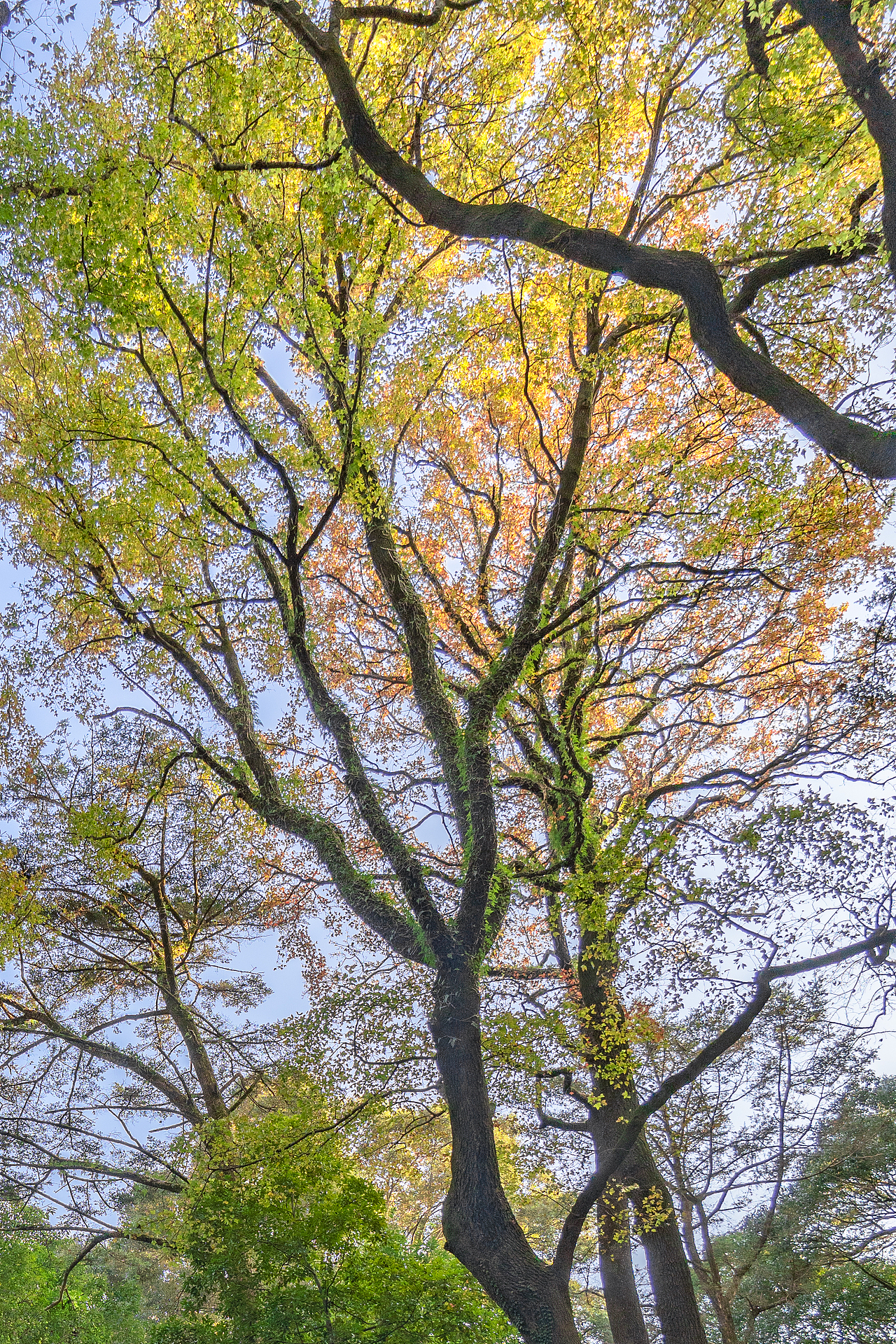 惆怅的枫叶 随后便是你最爱的秋天