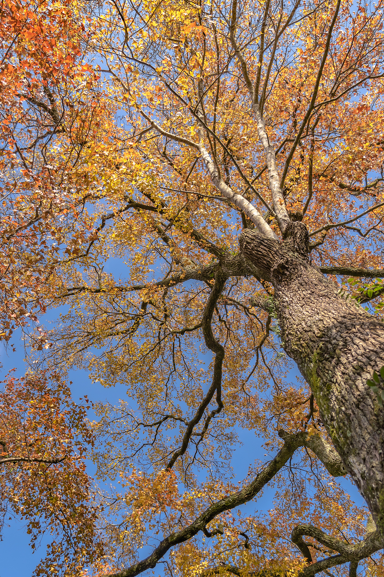 惆怅的枫叶 随后便是你最爱的秋天
