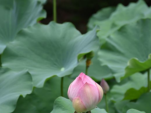 步步升蓮（個人主頁-ZNzIzOTUzODQ=） - 風(fēng)光攝影 - 站酷設(shè)計師過去的風(fēng)箏原創(chuàng)素材 - 站酷ZCOOL