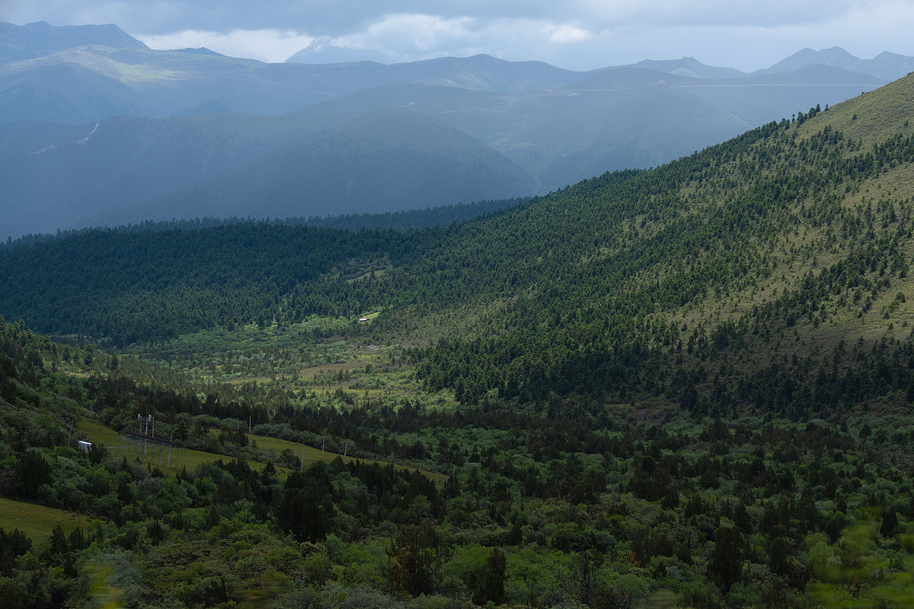 林芝不愧是西藏的江南，漫山遍野的绿