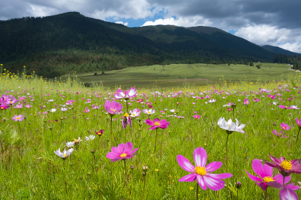 美丽的格桑花海