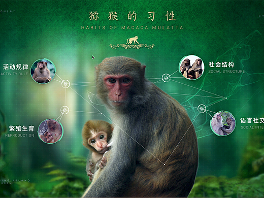 内伶仃岛-猕猴习性大屏互动演示