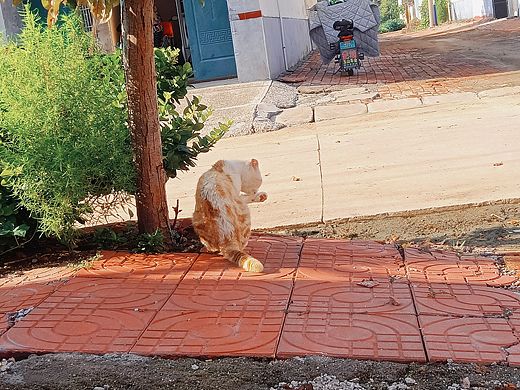 猫猫