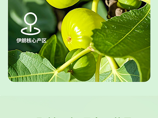 玫瑰紫开口无花果干——飞机稿