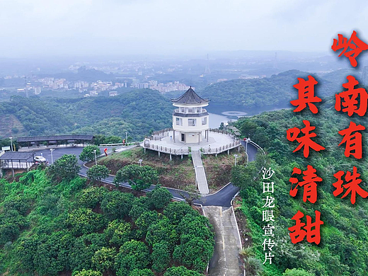 沙田龙眼宣传片