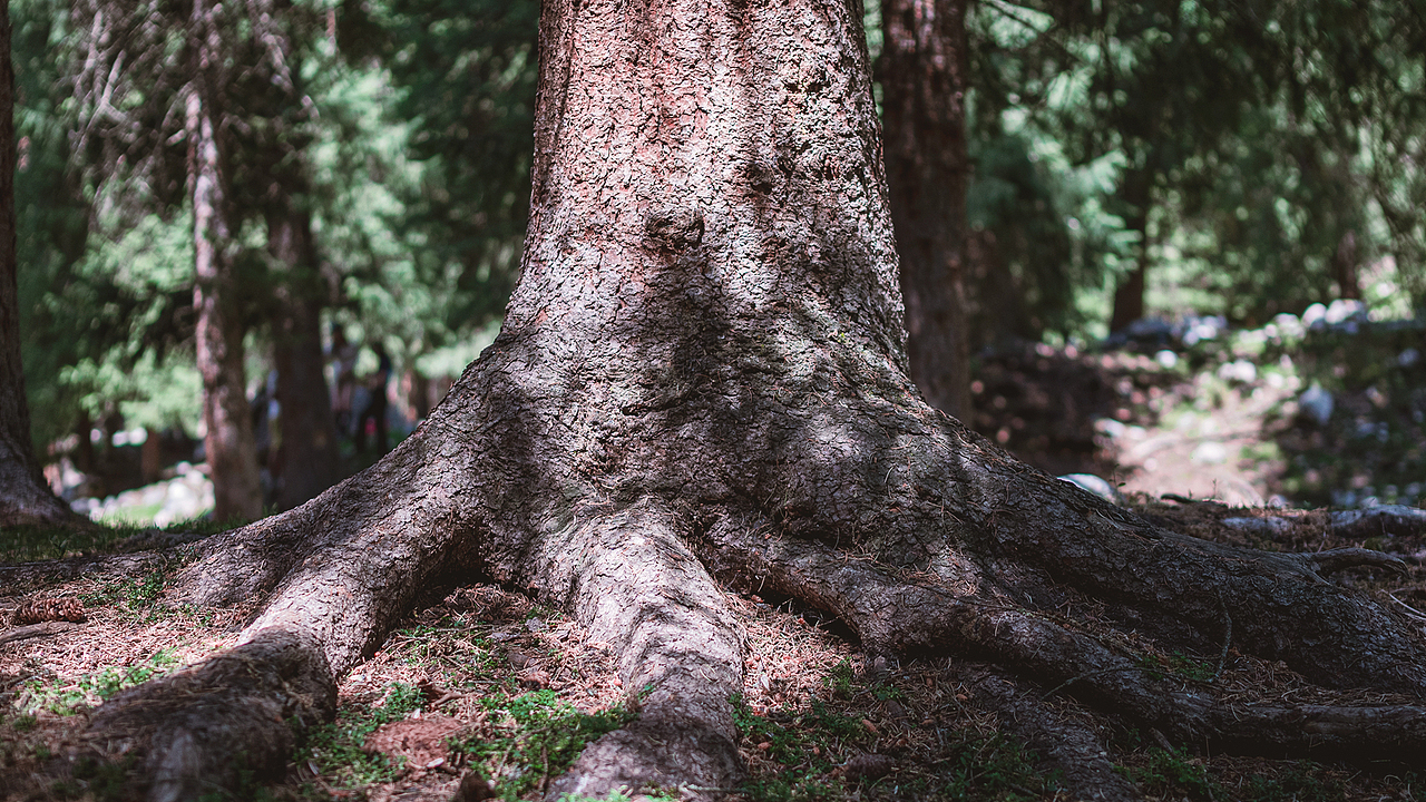 草木也只是草木