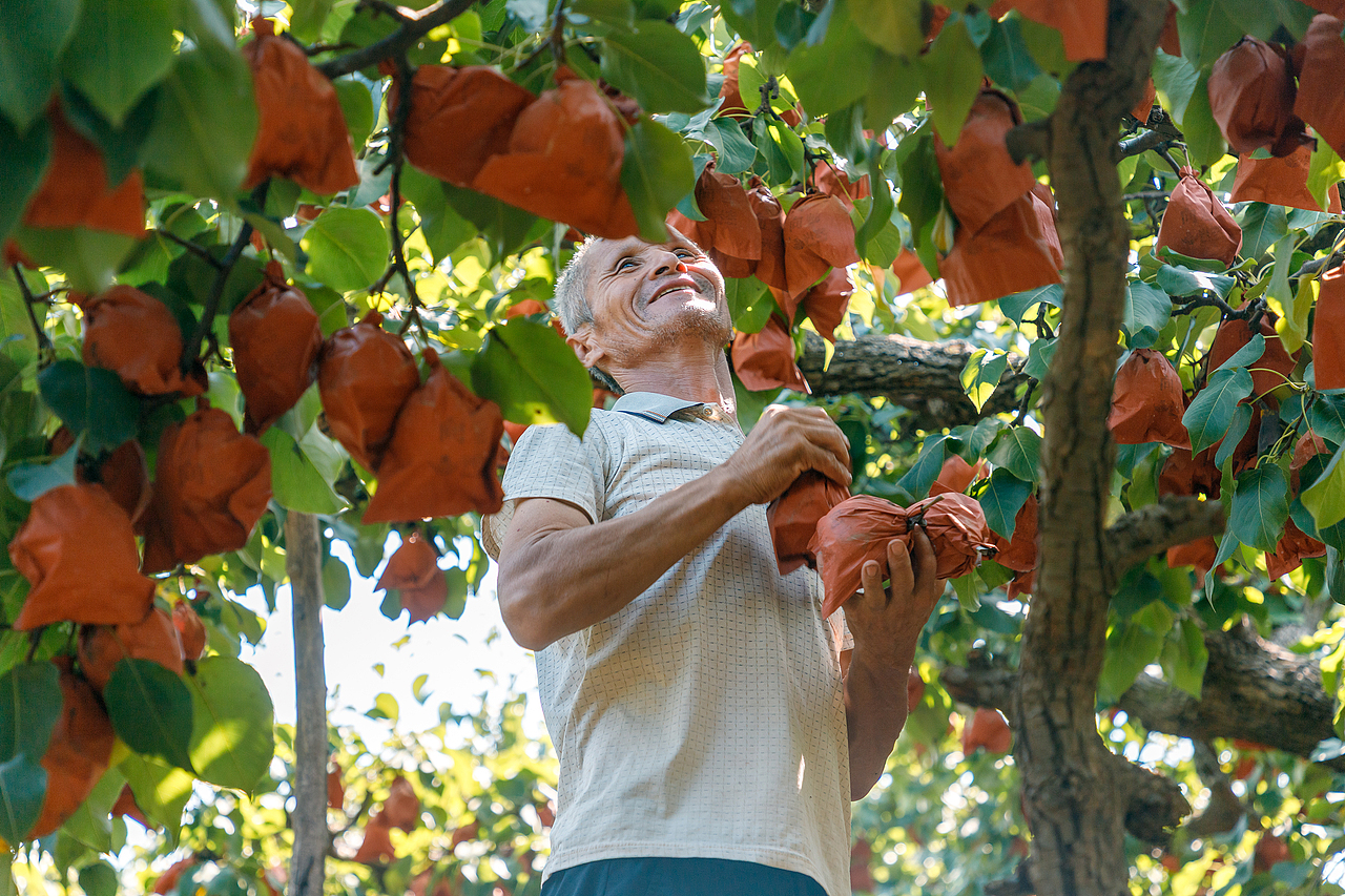 卖鸭梨（图ZMzk1NTc2NDg4） - 其他摄影 - 站酷设计师pear1103原创素材 - 站酷ZCOOL