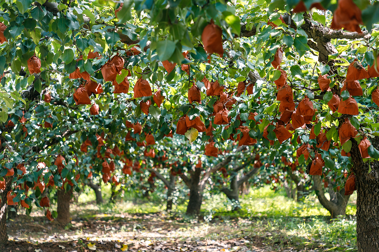 卖鸭梨（图ZMzk1NTc2NDc2） - 其他摄影 - 站酷设计师pear1103原创素材 - 站酷ZCOOL