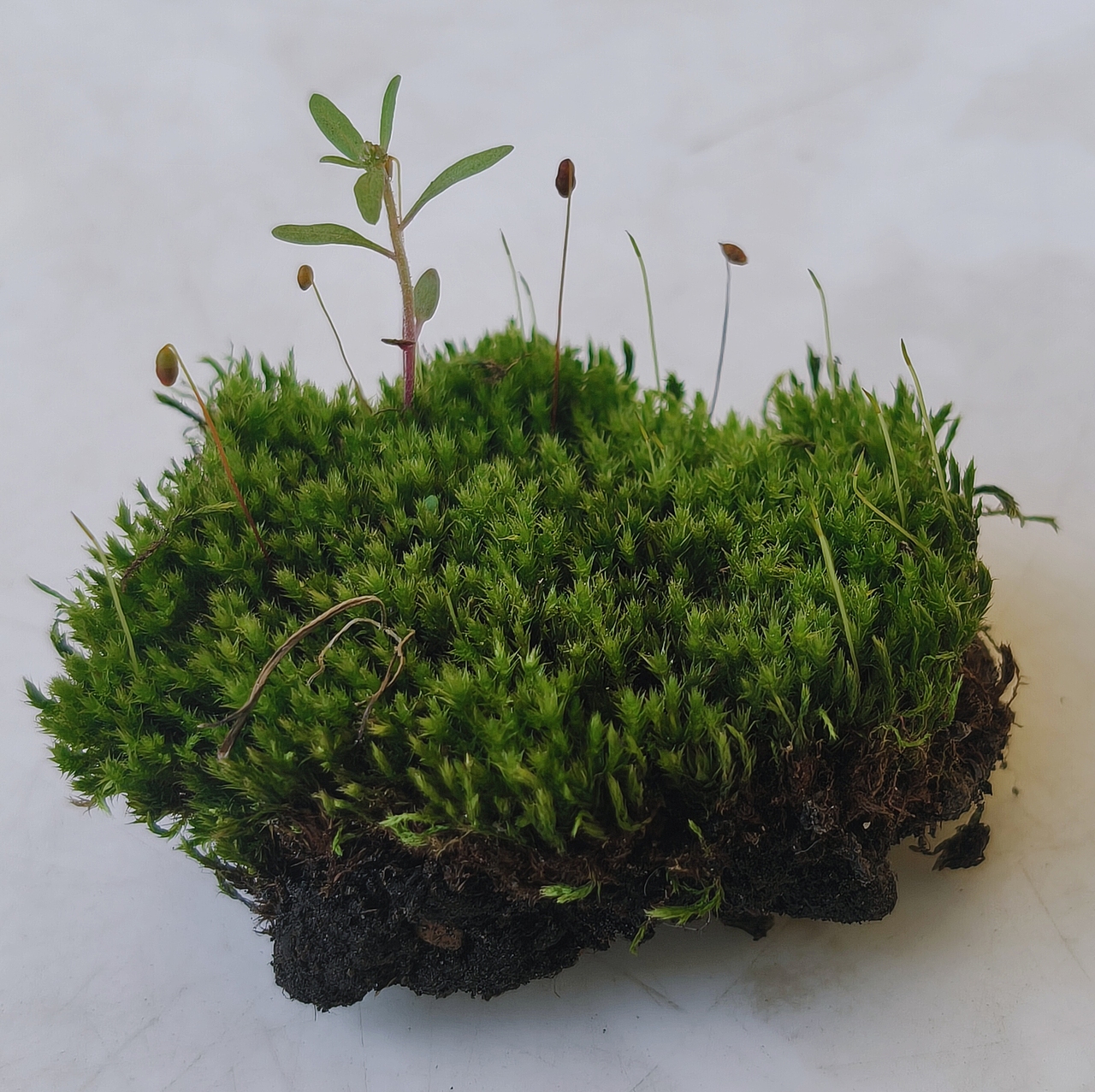 小苔藓，大世界（图ZMzk1NTc4OTI4） - 其他 - 站酷设计师Z503763018原创素材 - 站酷ZCOOL