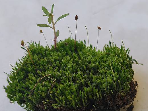 小苔藓，大世界