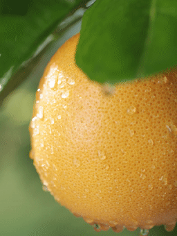 爷爷的农场金银花双柚子汁