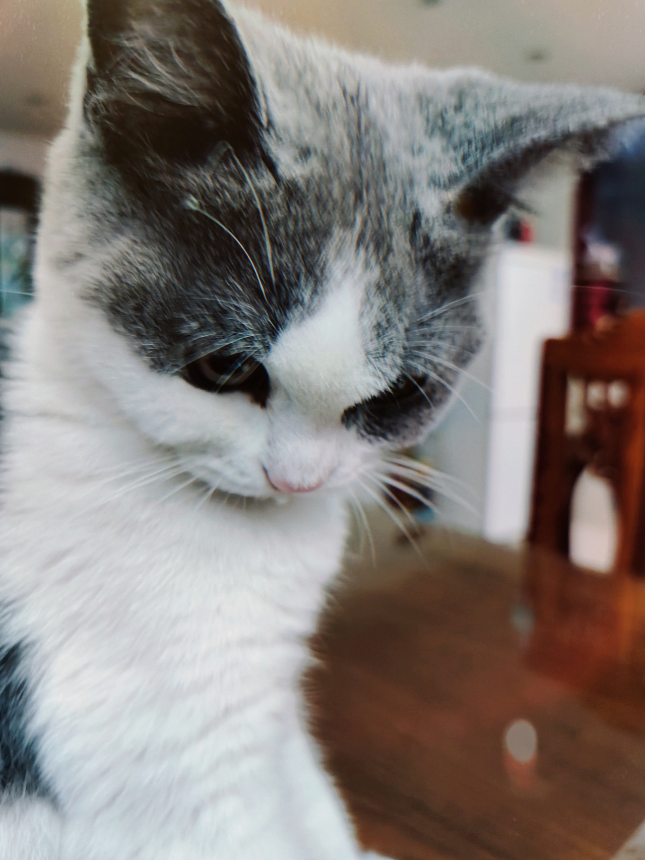 圣火喵喵教（图ZMzk1NTkxNDY0） - 艺术插画 - 站酷设计师喵特喵喵原创素材 - 站酷ZCOOL