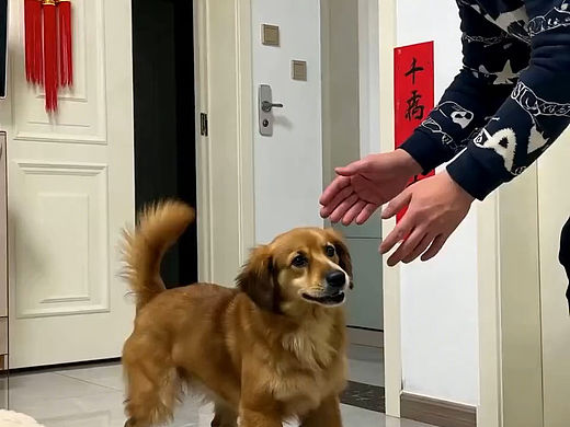 萌宠