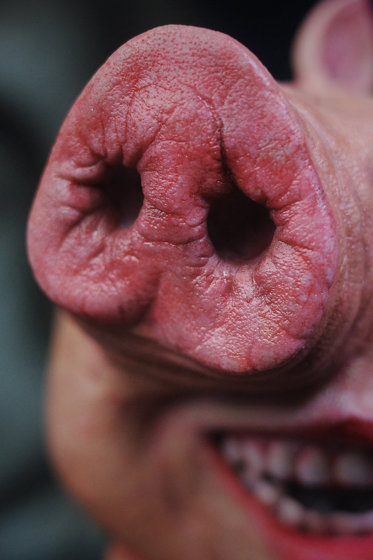 嘿！我的佩奇為什么和你的佩奇不一樣？（圖ZMzk1ODI5ODQ4） - 手辦/模玩 - 站酷設(shè)計師丙一良宅原創(chuàng)素材 - 站酷ZCOOL