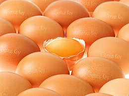 產(chǎn)品攝影-無菌蛋雞蛋攝影