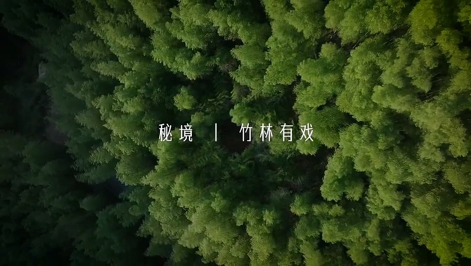 秘境 | 竹林有戏