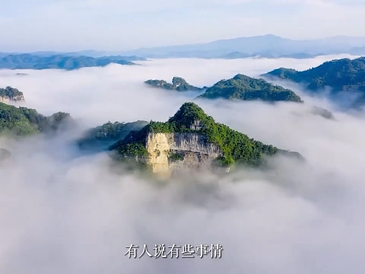 京东茶叶竞标视频