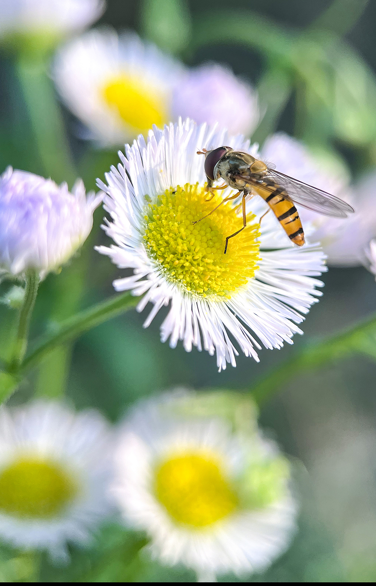 记忆春天（图ZMzk2MDMyMzgw） - 其他摄影 - 站酷设计师中年小姐姐原创素材 - 站酷ZCOOL