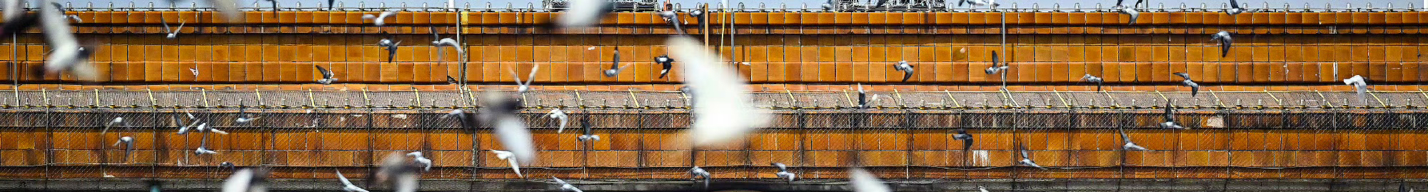 饭饭_16的个人主页（封面预览） - 主页封面设置 - 站酷设计师饭饭_16原创素材 - 站酷ZCOOL