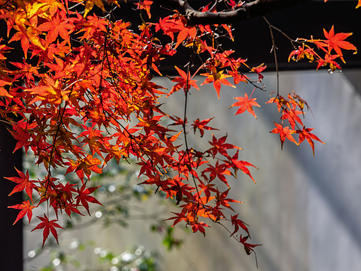杭州虎跑公园秋季风光