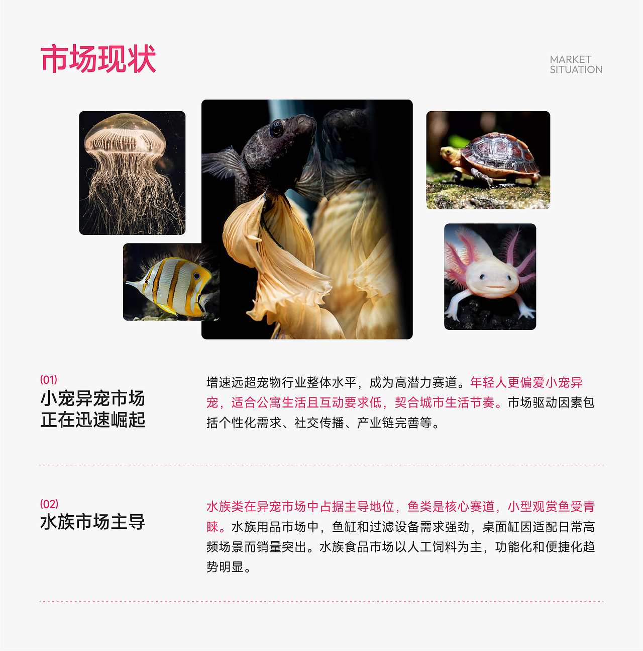 Mavisa曼尾纱 | 泰国斗鱼 | 品牌全案