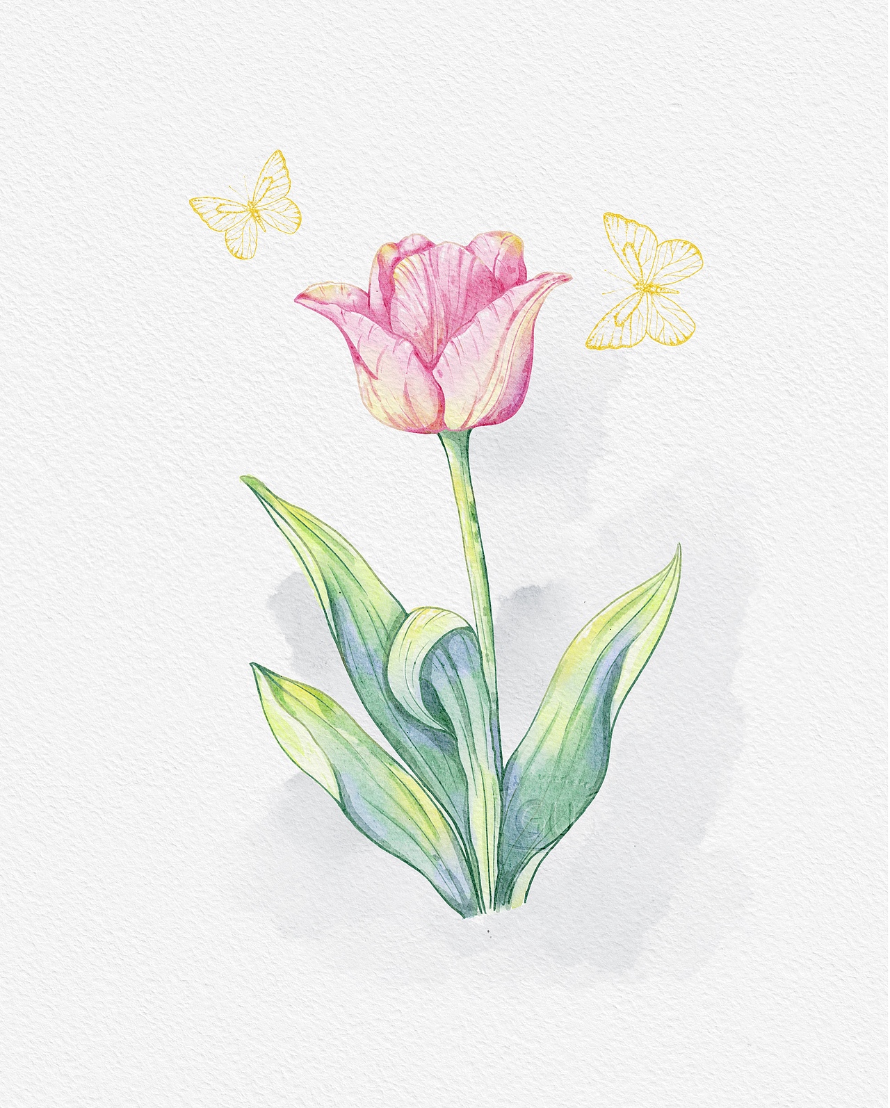 水彩画-郁金香🌷