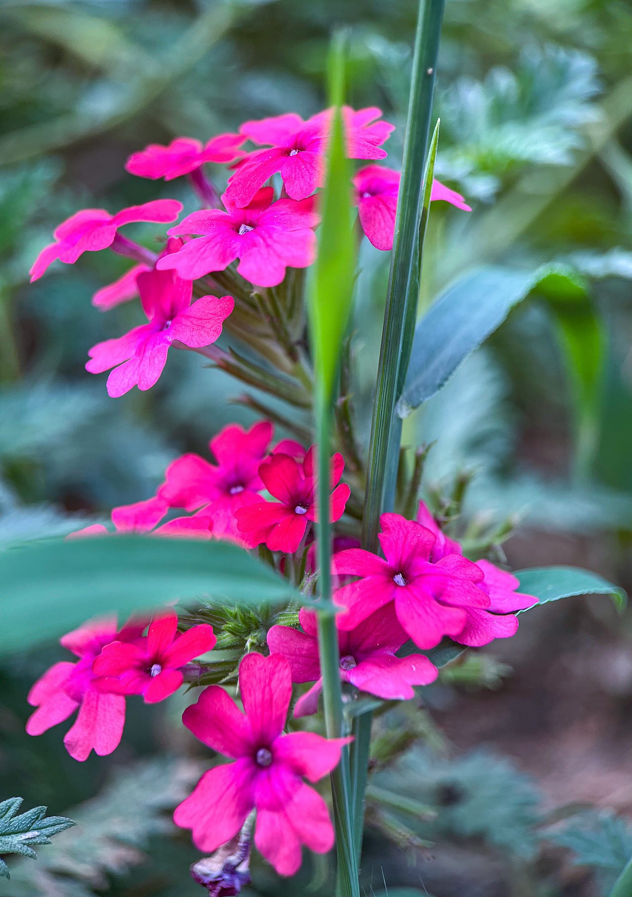 开花结果（图ZMzk2MTE2NTQw） - 其他摄影 - 站酷设计师中年小姐姐原创素材 - 站酷ZCOOL