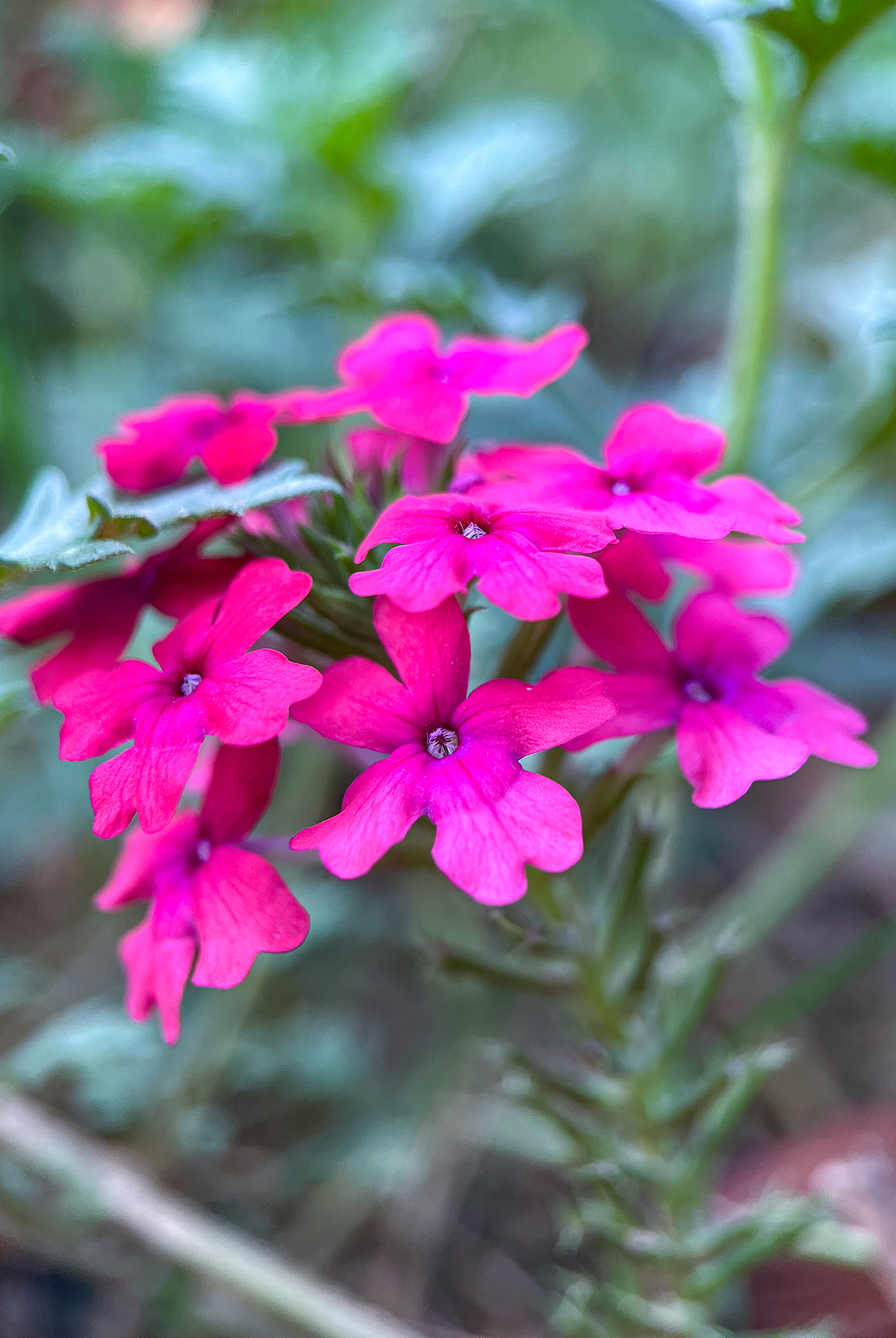 开花结果（图ZMzk2MTE2NTQ0） - 其他摄影 - 站酷设计师中年小姐姐原创素材 - 站酷ZCOOL