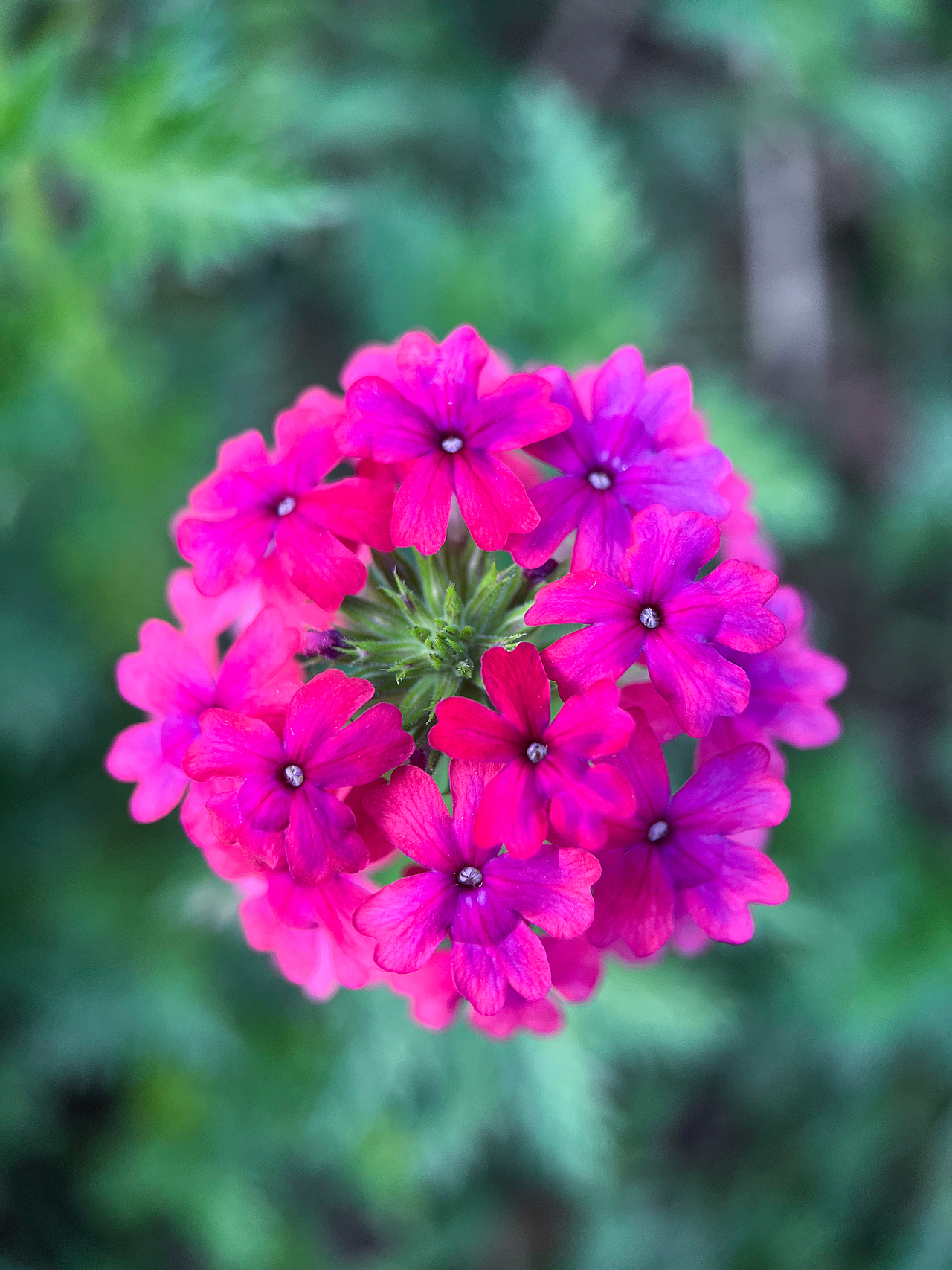 开花结果（图ZMzk2MTE2NTQ4） - 其他摄影 - 站酷设计师中年小姐姐原创素材 - 站酷ZCOOL