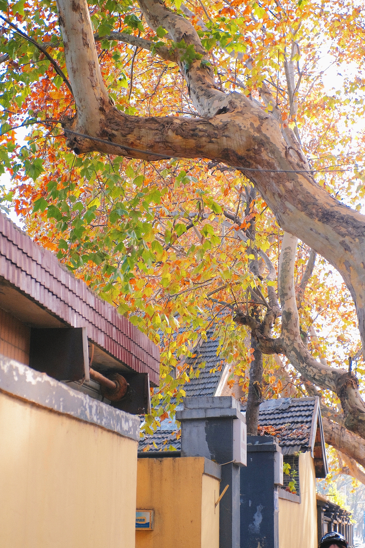 扫街 | 南京的深秋