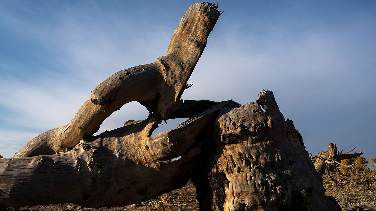 木垒胡杨林（图ZMzk2MjYwNzAw） - 风光摄影 - 站酷设计师陈喆风光摄影原创素材 - 站酷ZCOOL