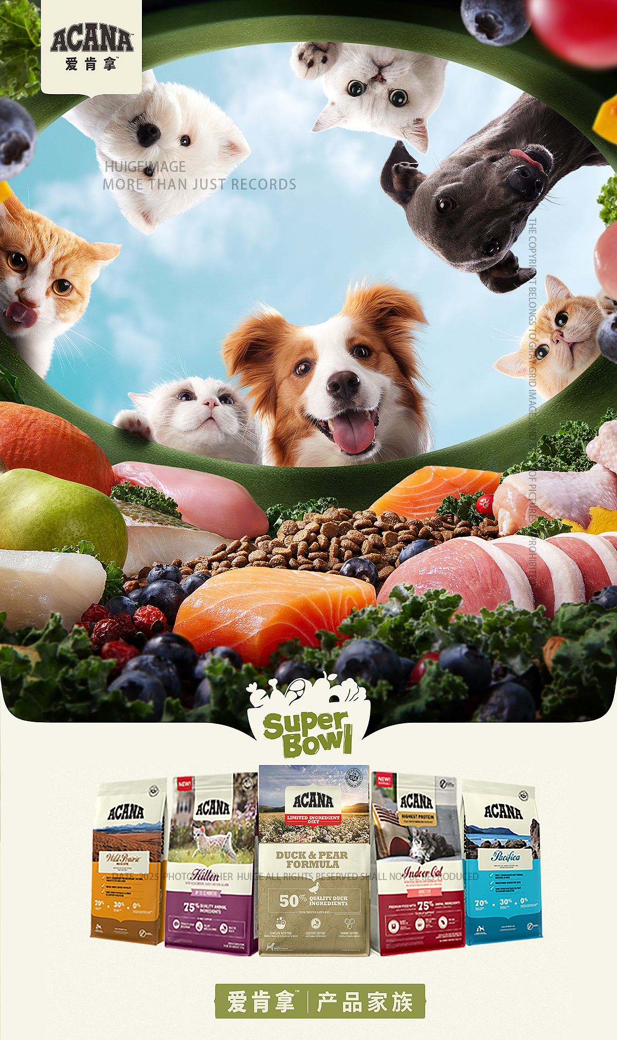 ACANA爱肯拿40周年KV物料拍摄（图ZMzk2MzEyNTgw） - 宠物摄影 - 站酷设计师灰格影像原创素材 - 站酷ZCOOL