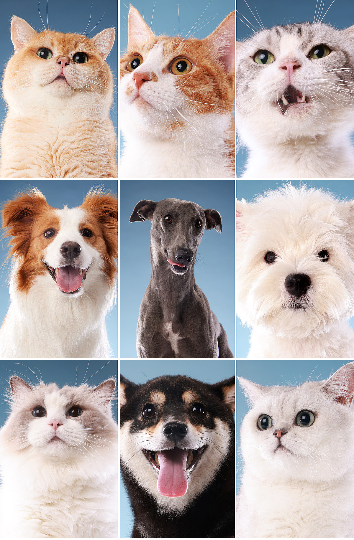 ACANA爱肯拿40周年KV物料拍摄（图ZMzk2MzE2MjAw） - 宠物摄影 - 站酷设计师灰格影像原创素材 - 站酷ZCOOL