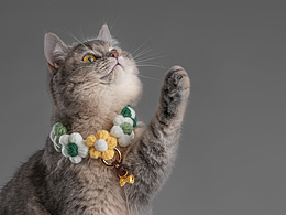 珠宝摄影 | 神仙猫咪值得