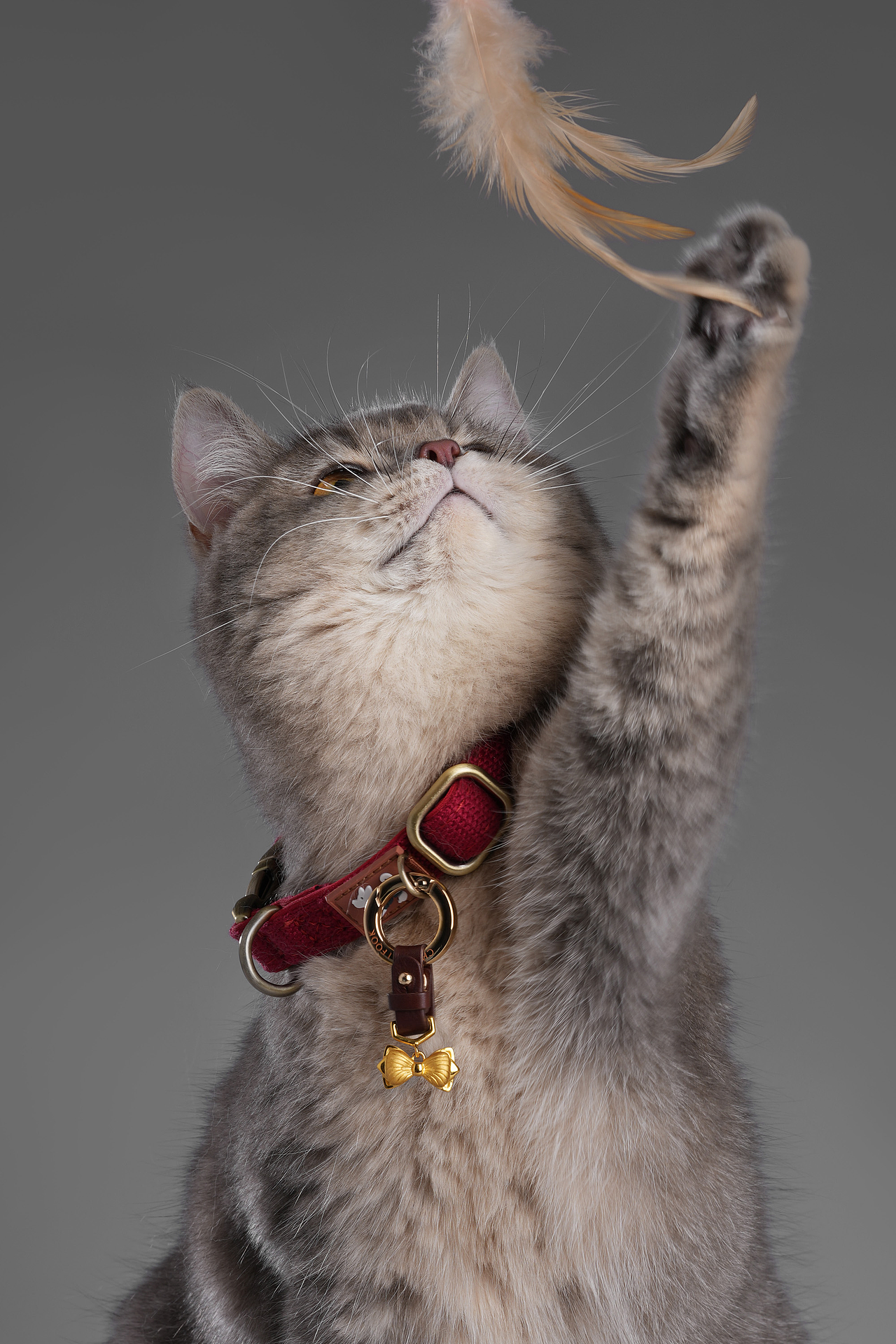 珠宝摄影 | 神仙猫咪值得