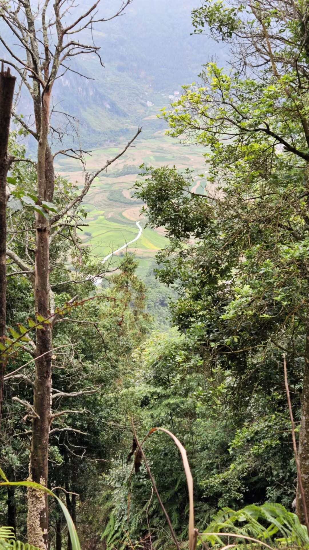 桂西之巅——岑王老山