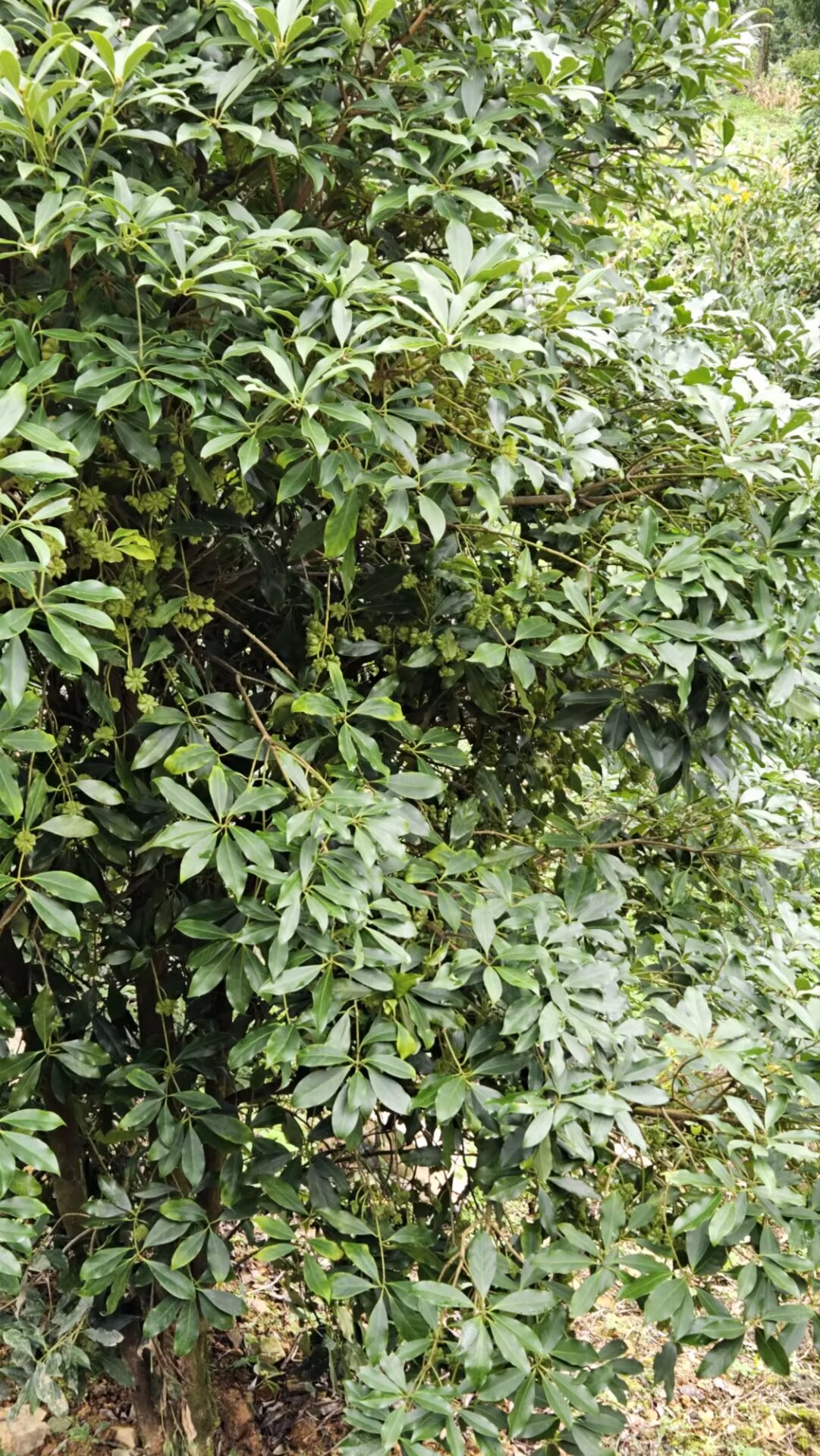 桂西之巅——岑王老山