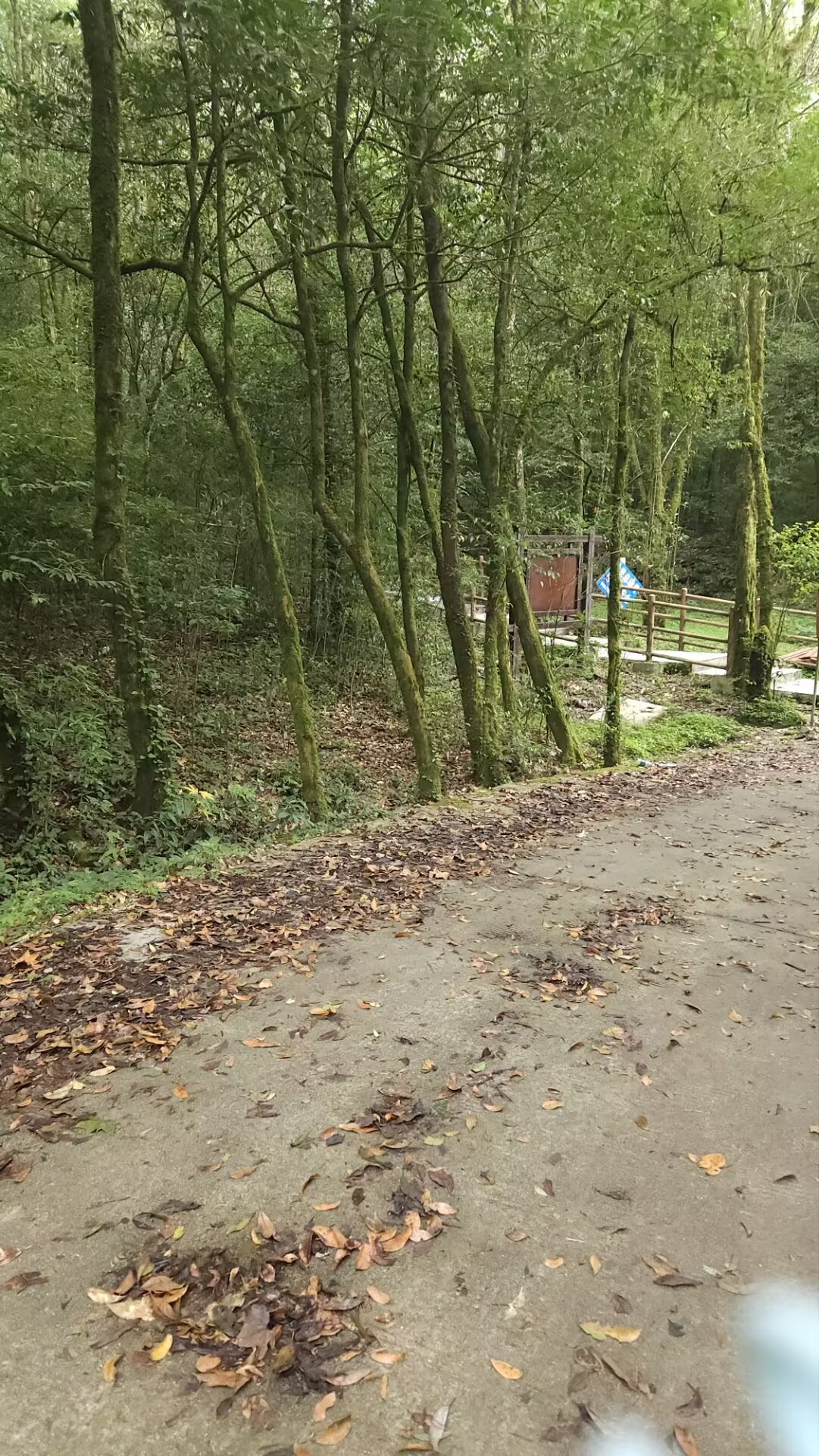 桂西之巅——岑王老山