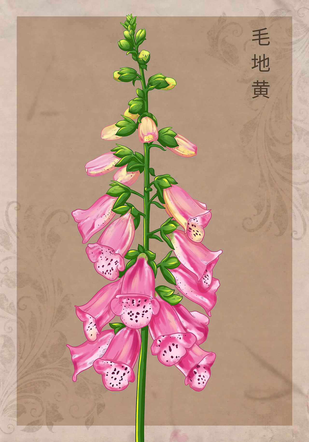 复古风花卉系列（上）（图ZMzk2NDUyODI4） - 商业插画 - 站酷设计师会画画的云原创素材 - 站酷ZCOOL