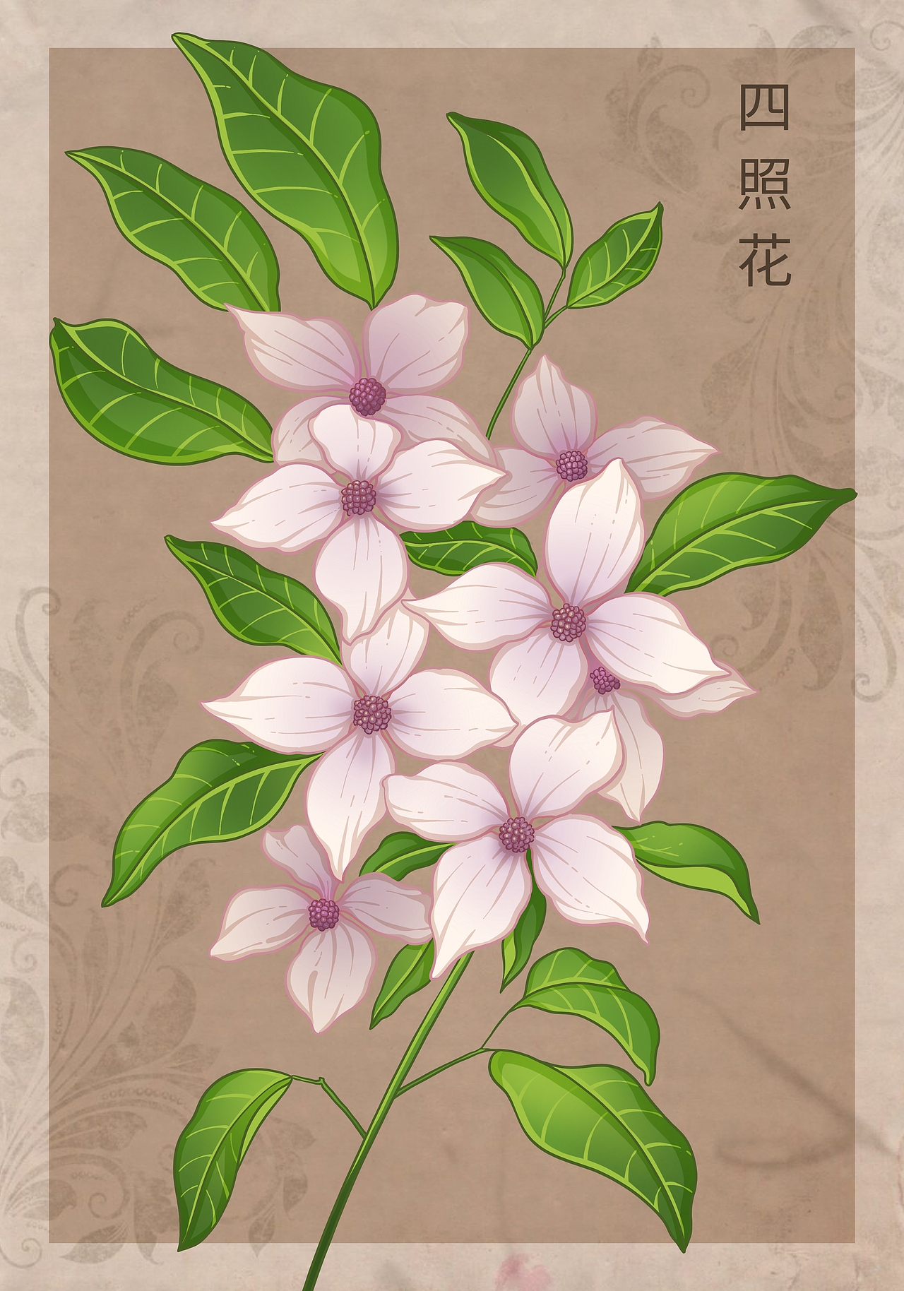 复古风花卉系列（上）（图ZMzk2NDUyODQw） - 商业插画 - 站酷设计师会画画的云原创素材 - 站酷ZCOOL