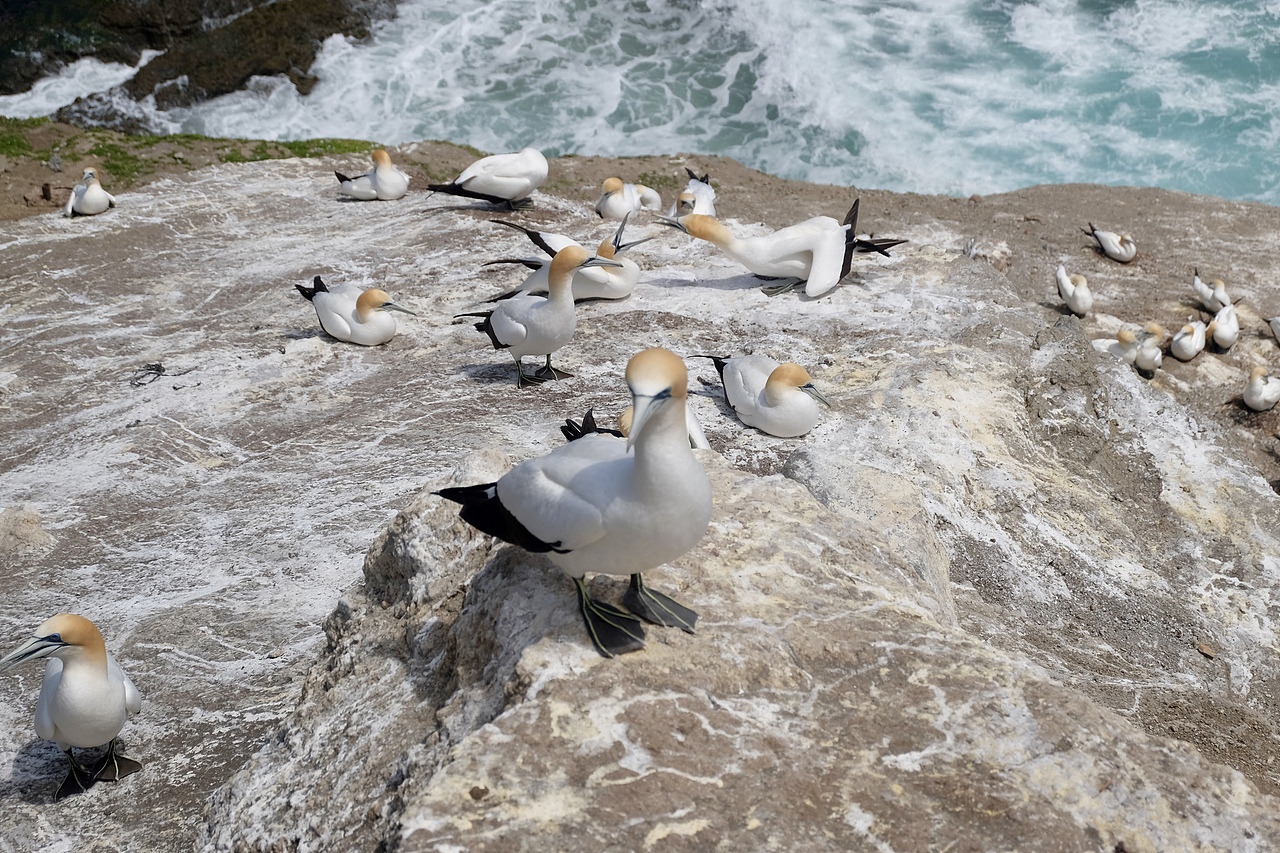 新西兰鸟岛-塘鹅栖息地（图ZMzk2NTA5MzIw） - 风光摄影 - 站酷设计师事ming原创素材 - 站酷ZCOOL