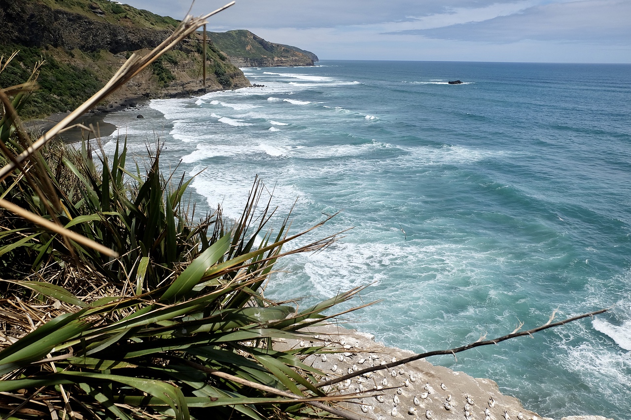 新西兰鸟岛-塘鹅栖息地（图ZMzk2NTA5Mjg0） - 风光摄影 - 站酷设计师事ming原创素材 - 站酷ZCOOL