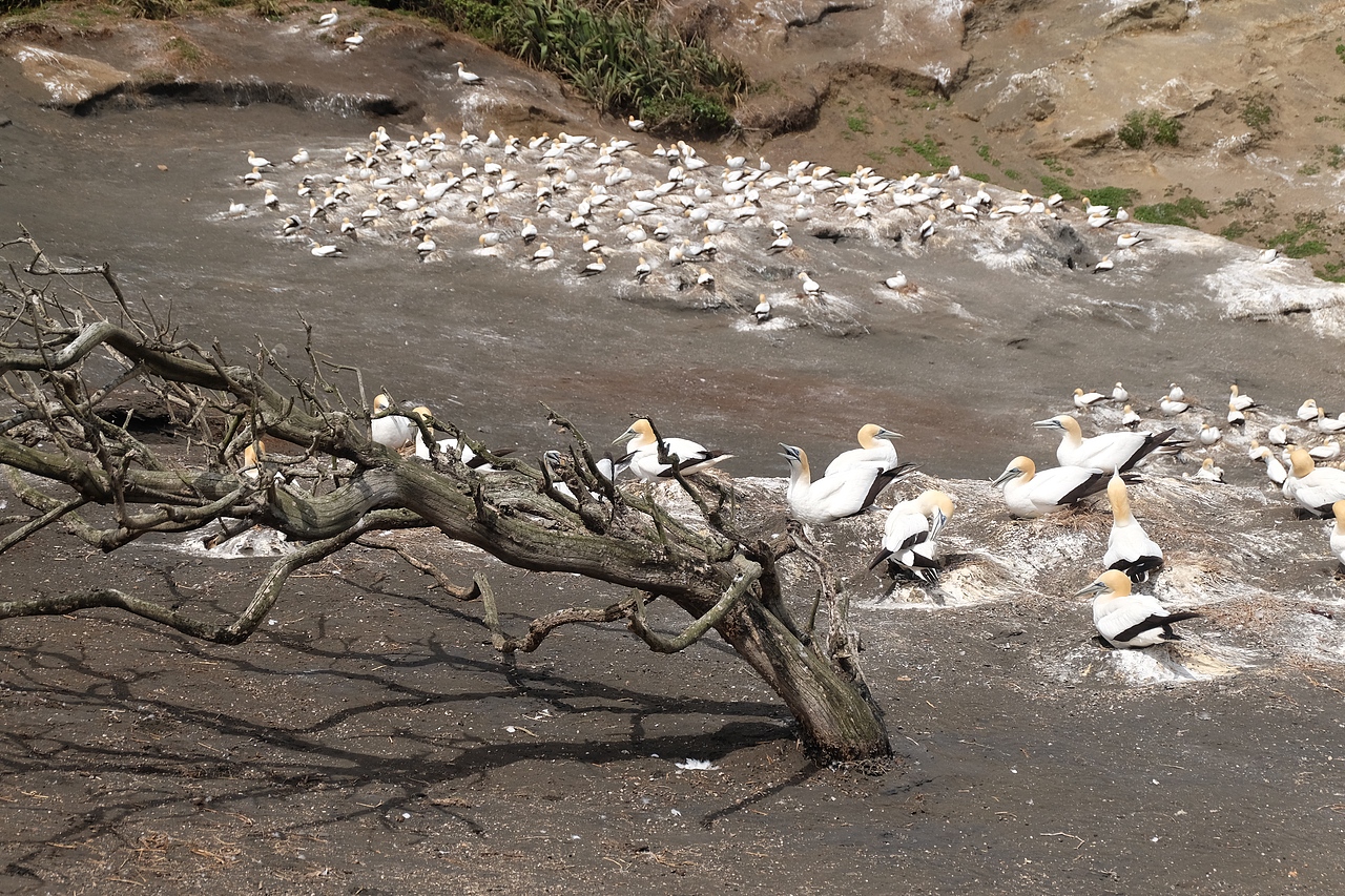 新西兰鸟岛-塘鹅栖息地（图ZMzk2NTA5MzMy） - 风光摄影 - 站酷设计师事ming原创素材 - 站酷ZCOOL
