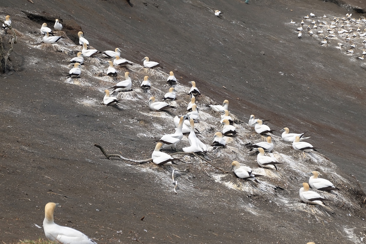 新西兰鸟岛-塘鹅栖息地（图ZMzk2NTA5MzI0） - 风光摄影 - 站酷设计师事ming原创素材 - 站酷ZCOOL