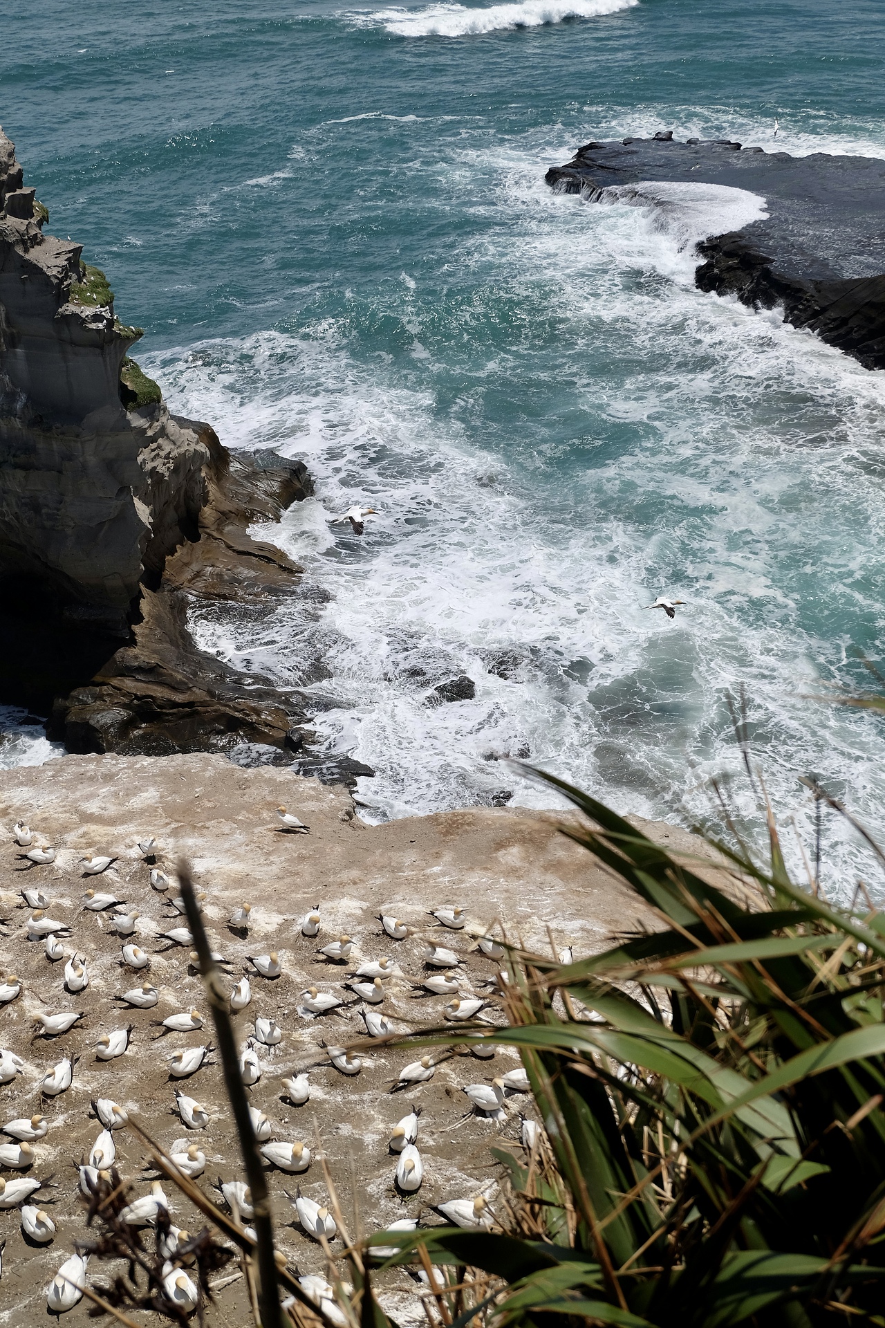 新西兰鸟岛-塘鹅栖息地（图ZMzk2NTA5Mjgw） - 风光摄影 - 站酷设计师事ming原创素材 - 站酷ZCOOL