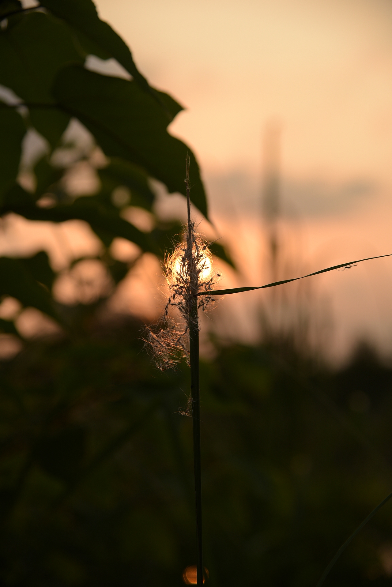 黄昏下的芦苇花