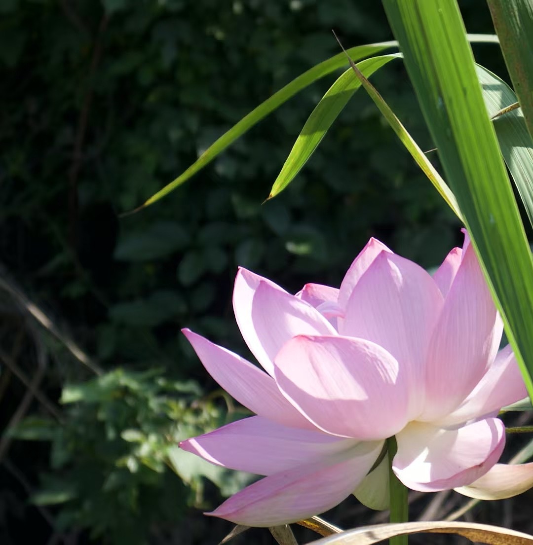 荷花（图ZMzk2NjI1MDA4） - 风光摄影 - 站酷设计师Pepper丶Zues原创素材 - 站酷ZCOOL