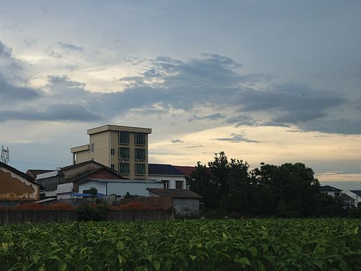 回家路上的烟草