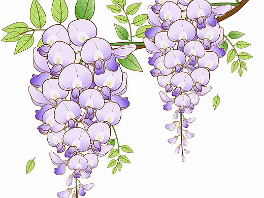 AI 花卉插画练习  紫藤花